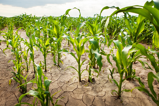 Corn field during drought, hot weather, cracked ground, dry soil. Global warming, poor harvest, environmental problems, food problem.