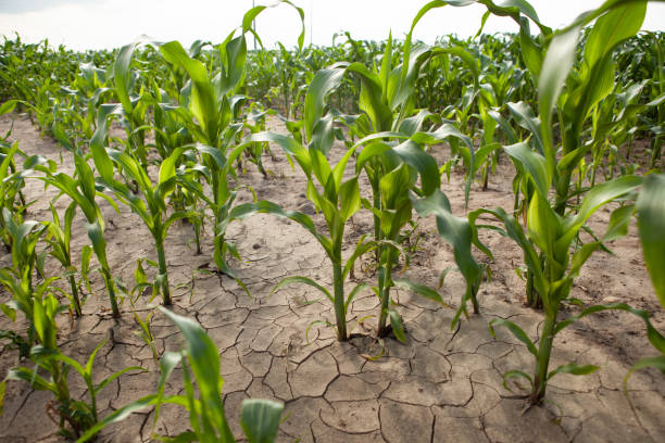 istock Corn field during drought, hot weather, cracked ground, dry soil. 1642941018
