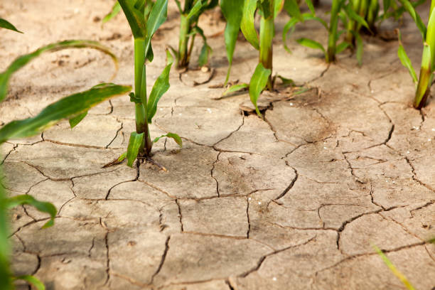 istock Corn field during drought, hot weather, cracked ground, dry soil. 1642941020
