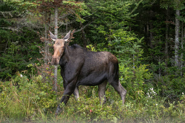 森の中のメスのムース - maine moose ストックフォトと画像