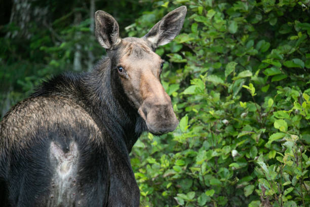 female moose in the woods - 4369 imagens e fotografias de stock