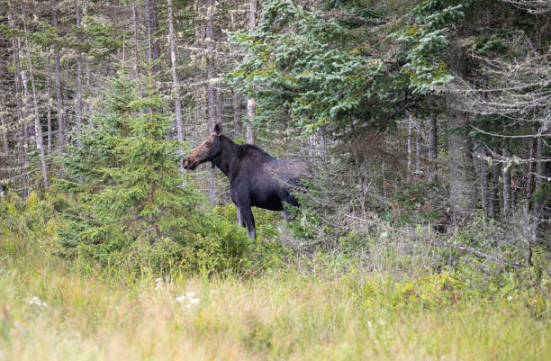 森の中のメスのムース - maine moose ストックフォトと画像