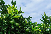 Close-up of Organic Limes Ripening On Tree