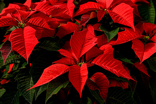 Close-up shot of vibrant red poinsettia plants growing in a plant nursery in preparation for the Christmas Holidays.\n\nTaken in Pajaro, California, USA