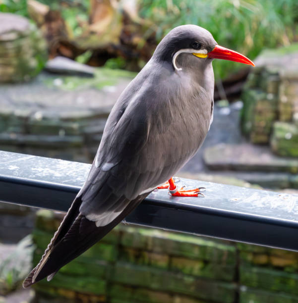 Inca tern (scientific name: Larosterna inca) is a dark gray bird with some white plumes. It is characterized by its white mustache