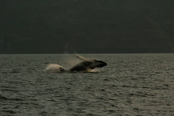 Canada British columbia, Telegraph Cove, Johnstone strait, humpback whale breaching waters