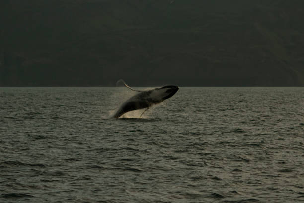 Whale watching in Husavik, and seeing huge humpback whale breaching out from Ocean. Whale is called Vinbudin