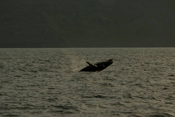 istock Humpback whale breaching out from ocean in Iceland in Husavik, on sunset 1642981599