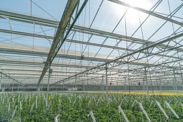 istock Tomato production in Glass Greenhouse 1642986968