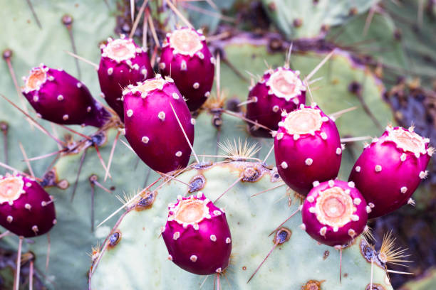 ricco raccolto di fico d'india nella stagione della fruttificazione - prickly pear pad foto e immagini stock