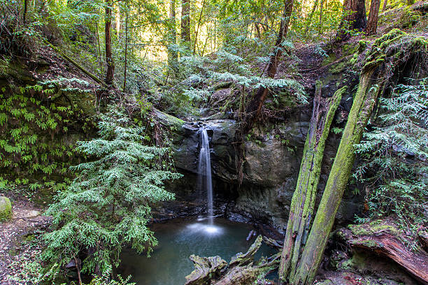 Sempervirens Falls in Big Basin Redwoods State Park, California Tranquil Scene at Sempervirens Falls in Big Basin Redwoods State Park, California. sequoia sempervirens stock pictures, royalty-free photos & images