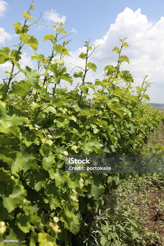 Vineyard - Lizenzfrei Agrarbetrieb Stock-Foto