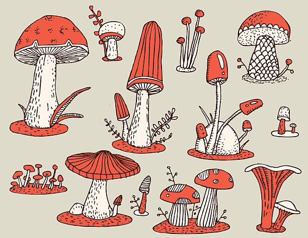 Mushrooms etching vector art illustration