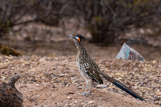 Curious Roadrunner in Arizona desert environment stock photo
