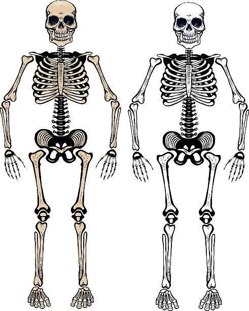 Vector illustration of Two animated human skeletons on a white background
