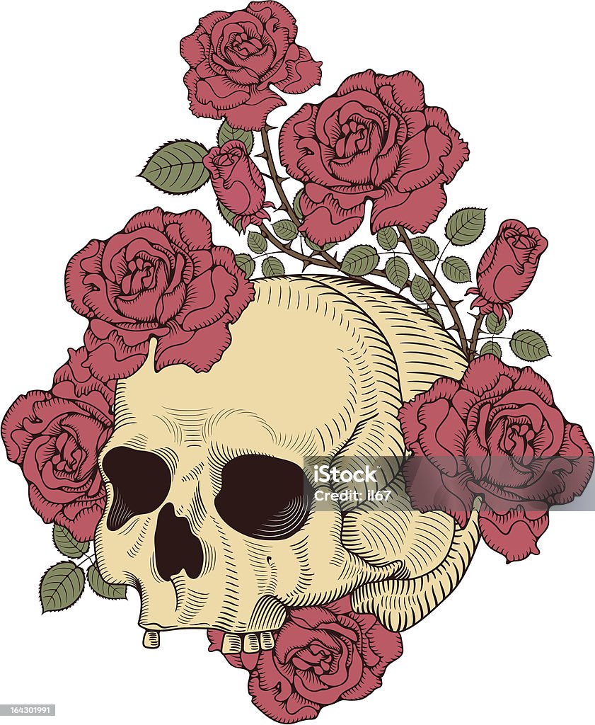 skull with roses vector illustration Rose - Flower stock vector