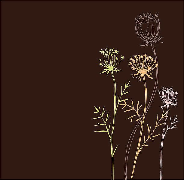 Brown weeds_queen Annes dentelle - Illustration vectorielle