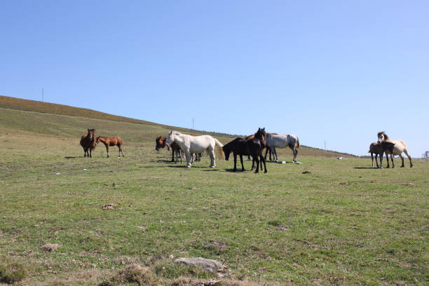 istock wild horses in Campo do Oso, Spain 1643035886