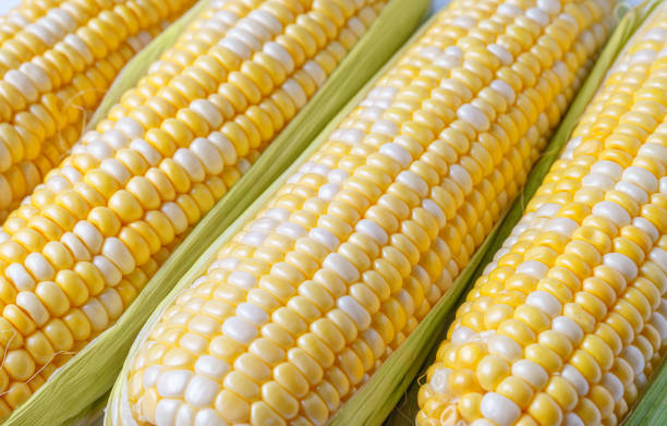 istock Fresh yellow sweet corn background, corncob with yellow and white grains close up. 1643044346
