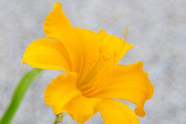 Beautiful Daylily in full bloom- Howard County, Indiana