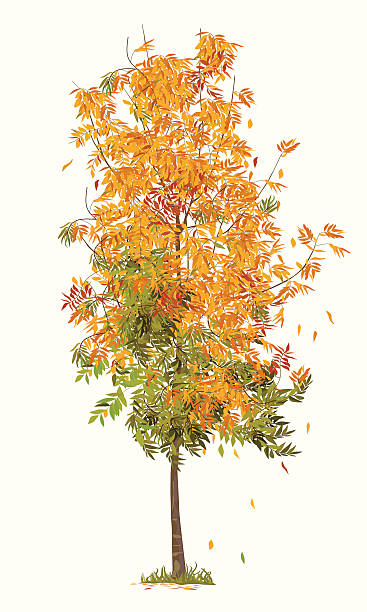 illustrazioni stock, clip art, cartoni animati e icone di tendenza di sorbo degli uccellatori in autunno - leaf autumn falling tree