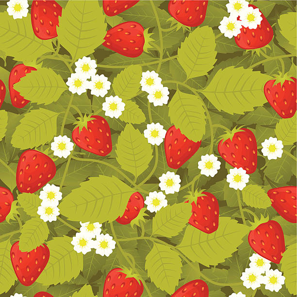 Strawberry seamless pattern Strawberry seamless pattern.  CMYK with global colors vector illustration. chandler strawberry stock illustrations
