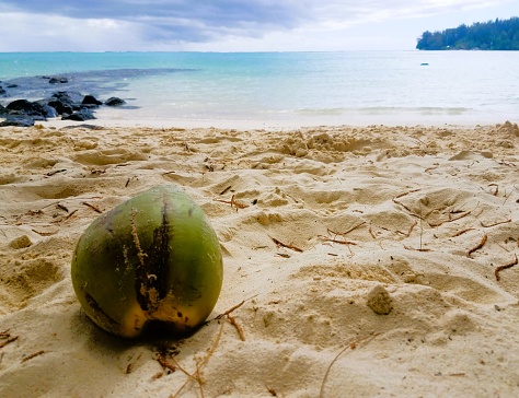 A coconut has fallen on the beach, still covered by an outer shell, with the Pacific Ocean in the background