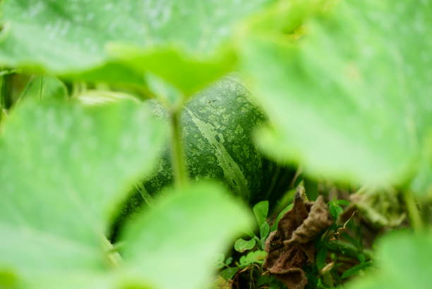 istock Pumpkin hidden behind big leaves 1643073814