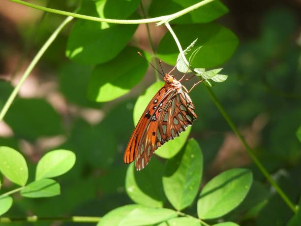 istock Gulf Fritillary Butterfly (Agraulis vanillae) 1643075419