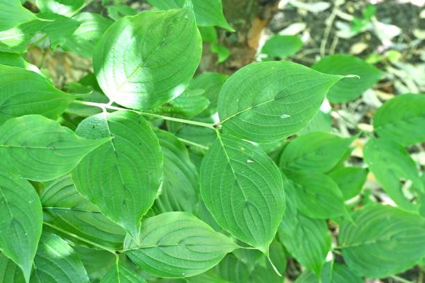 istock Japanese cornel ( Cornus officinalis ) tree. Trichome on the underside of a leaf. 1643083252