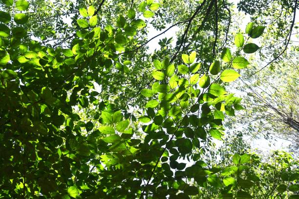 istock Japanese cornel ( Cornus officinalis ) tree. Trichome on the underside of a leaf. 1643083348