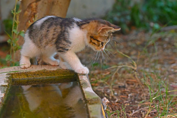 istock The kitten is looking at the bee. 1643084797