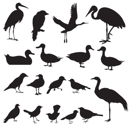 Multiple images of birds - Painted Stork, Oriental Pratincole, Crane, Intermediate Egret, Sparrow, Pigeon, Dove, Hawk, Crow, etc.