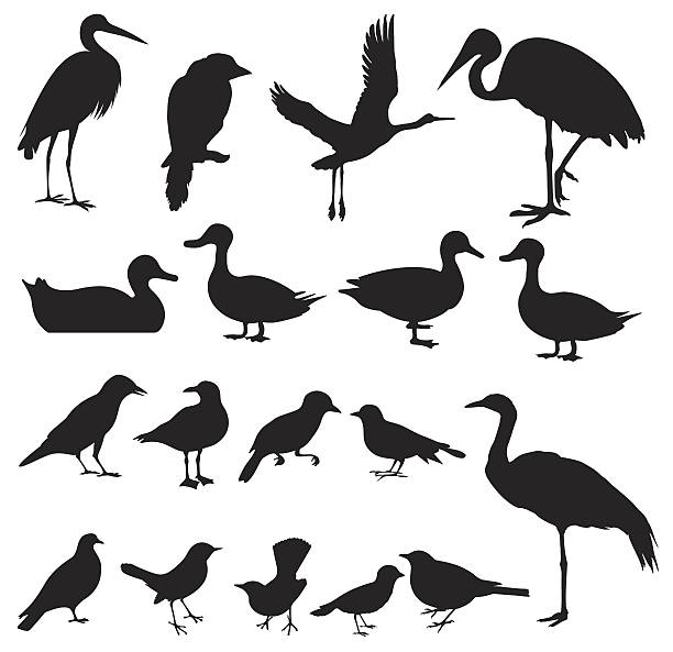 Silhouette of Birds (vector Set#2) seamless background Multiple images of birds - Painted Stork, Oriental Pratincole, Crane, Intermediate Egret, Sparrow, Pigeon, Dove, Hawk, Crow, etc. goose bird stock illustrations
