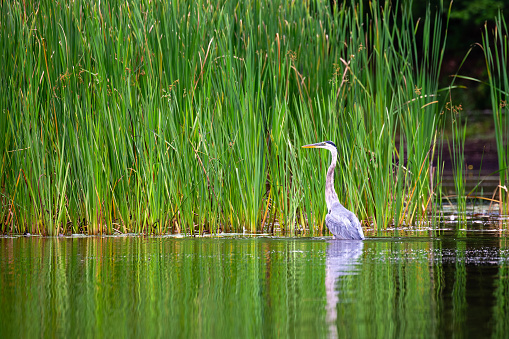 Great Blue Heron (Ardea herodias) standing in water looking for fish by cattails, horizontal
