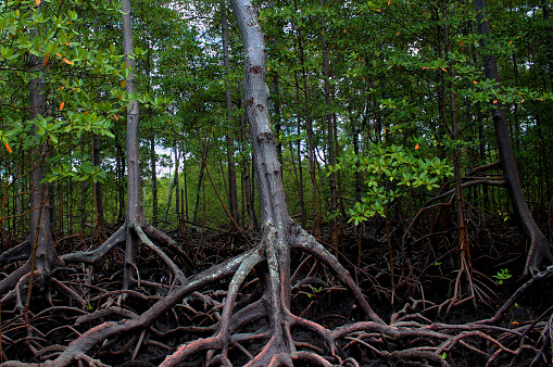 Mangrove forest with vegetation characteristic of this ecosystem, trees with exposed roots and brown stems and green leaves, in Morro de São Paulo, Cairu, Bahia, Brazil.