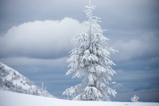 istock They ate covered with a layer of icy hoarfrost like bizarre figures, on a cliff high in the mountains, above the clouds. Majestic landscape of winter nature. 1643104708