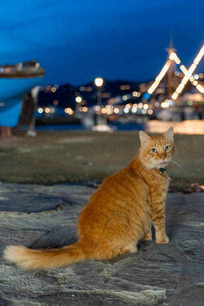 portrait photo of handsome yellow colored cat - animal cute exhaustion technology imagens e fotografias de stock
