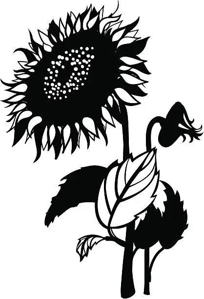 Vector illustration of sunflowers