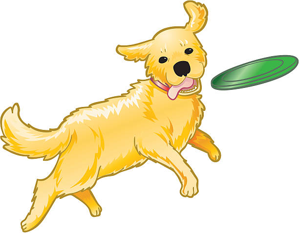 frisbee-catcher - golden retriever retriever white background isolated stock-grafiken, -clipart, -cartoons und -symbole