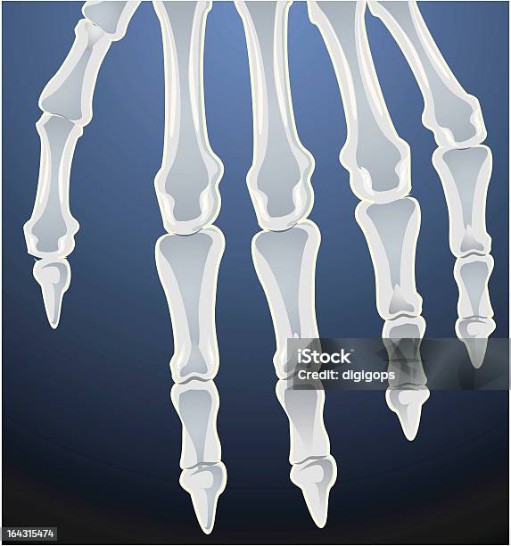 Kości - Stockowe grafiki wektorowe i więcej obrazów Anatomia człowieka - Anatomia człowieka, Artretyzm, Biologia - Nauka