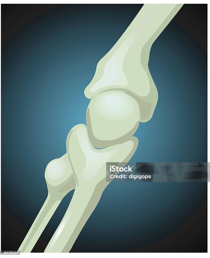 Bones - Lizenzfrei Anatomie Vektorgrafik