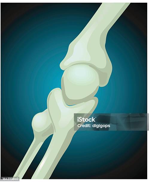 Ossa - Immagini vettoriali stock e altre immagini di Anatomia umana - Anatomia umana, Animale morto, Arto - Parte del corpo