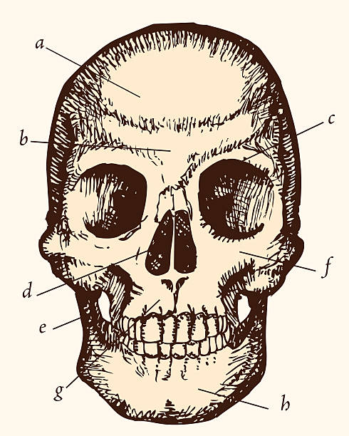 Skull etching vector art illustration