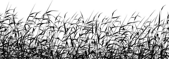 Detailed editable vector silhouette of a reed-bed. Hi-res jpeg file included.