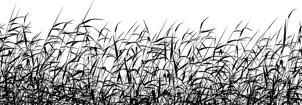 Vector illustration of Reed foreground