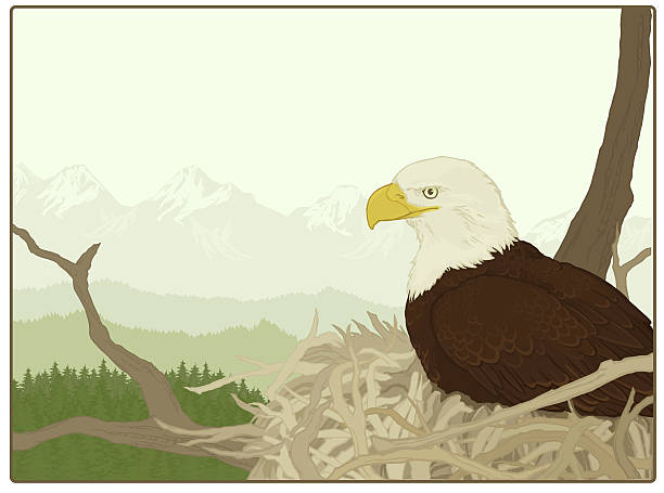 Bald eagle nesting vector art illustration