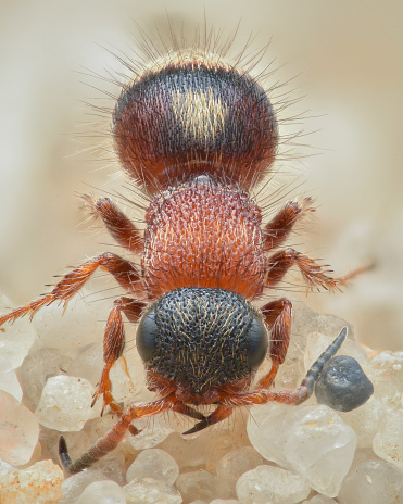 Symmetrical full view of a red Velvet Ant or Wasp with a yellow spot on the abdomen standing on the beach (Smicromyrme rufipes)