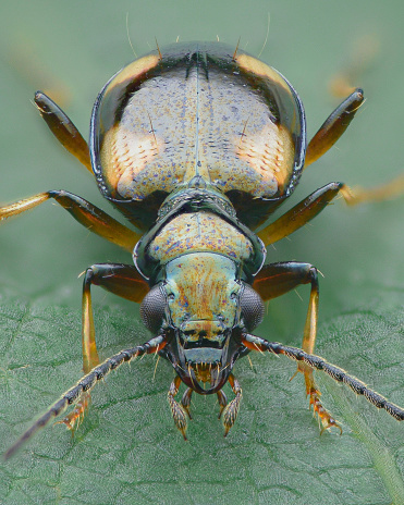 Symmetrical ortrait of a small, dark, metallic ground beetle with four pale yellow dots on a green leaf (Bembidion quadrimaculatum)