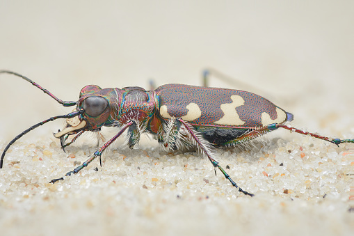 Side-view of a brown tiger beetle with cream white spots on the elytra, situated on a Danish beach (Northern dune tiger beetle, Cicindela hybrida)